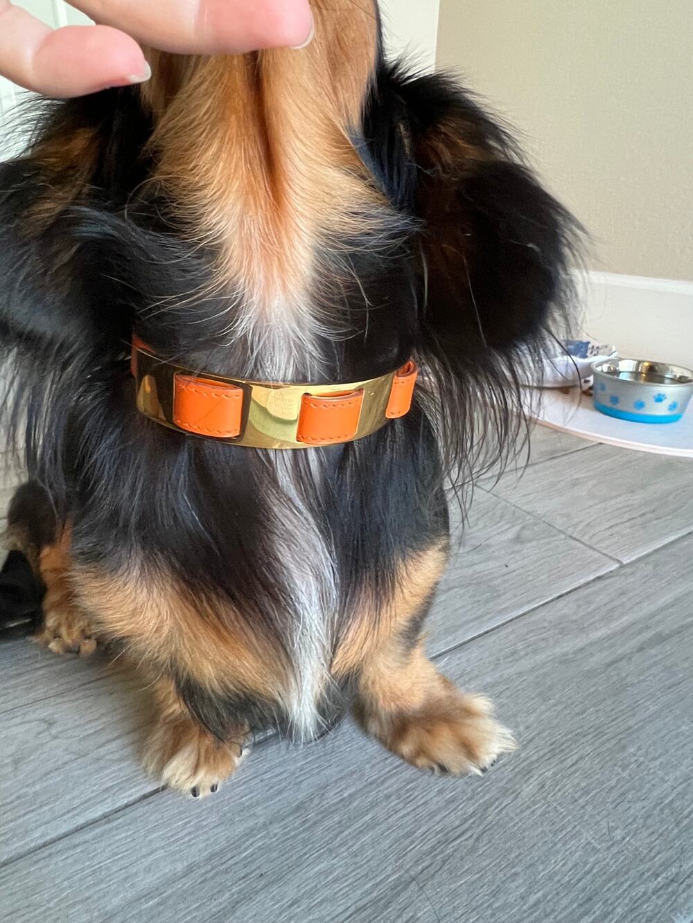 Hermès Leather & Gold-Tone Dog Collar | Orange & Brown | Adjustable